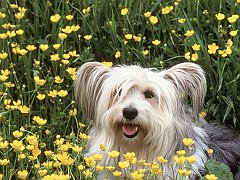 Dog Day Afternoon